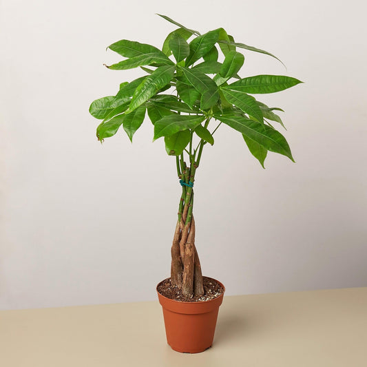 Money Tree 'Guiana Chestnut' Pachira Braid | Live Plant for Indoor & Outdoor | for Living Room, Office, Bathroom | (4" Pot)