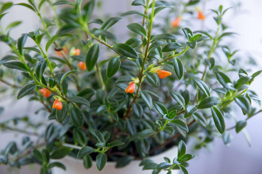 9EzTropical - Goldfish Plant(Nematanthus Hybrid) - 1 Plants - 8" to 1 Feet Long - Ship in 6" Pot