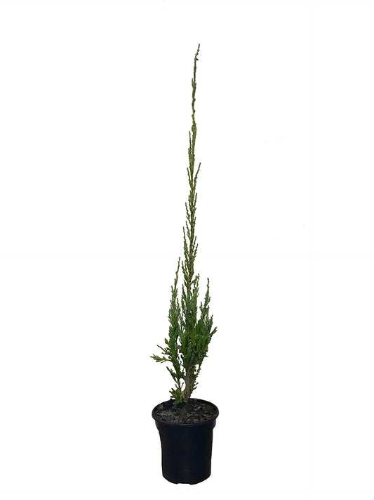 Skyrocket Juniper | 1 Live 4 Inch Plant | Juniperus Scopulorum | Evergreen Privacy Screen, Fast Growing Landscape Tree, Low Maintenance Garden, Ornamental Foliage, Drought Tolerant Plant