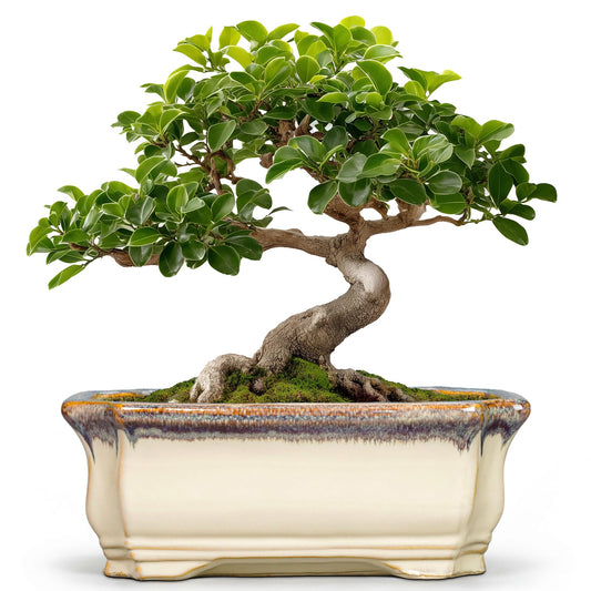 Teagas 11.6 Inch Succulent Pots - Ceramic Bonsai Tree Pots with Drainage Hole, Succulent Planters for Indoor Plants Outdoor, Bonsai Planter, Garden Decor, House Warming Gifts, Rectangular Beige-Brown