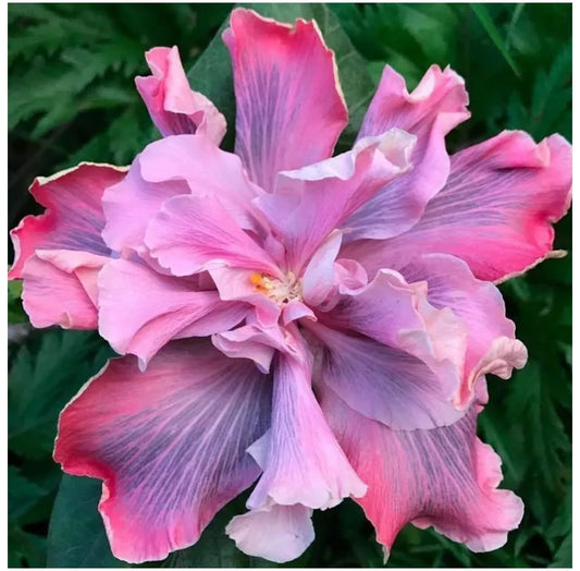 Live Plant - Marianne CHARLETON Small Rooted Exotic Tropical Hibiscus Starter Plant