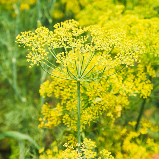 Clovers Garden Bouquet Dill Herb Plants – Two (2) Live Plants – Non-GMO - Not Seeds - Each 4" to 8" Tall – in 4" Inch Pots - Heirloom, Fragrant, Fast Growing
