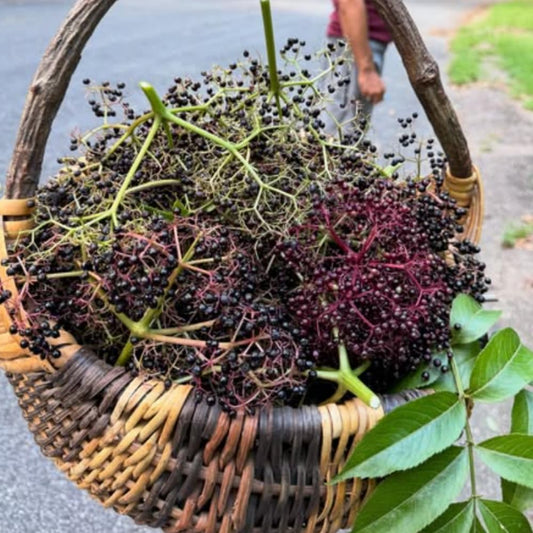 Black Elderberry Tree Live Plant, Hardy Berry Producing Shrub, Landscaping and Backyard Gardens, 4-7 Inches Tall
