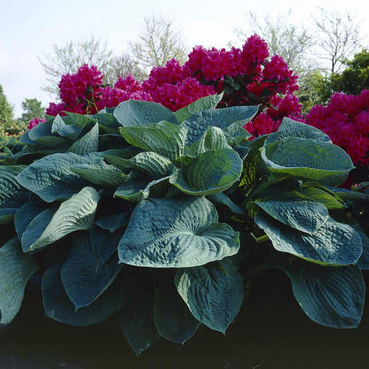 Van Zyverden Hosta Big Daddy Set of 1 Root