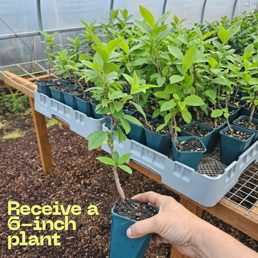 Chokeberry Live Plant, 8 Inch Tall, Live Fruiting Shrub for Homegrown Nutritious Berries, Deciduous Fruit Producer for Small Yards