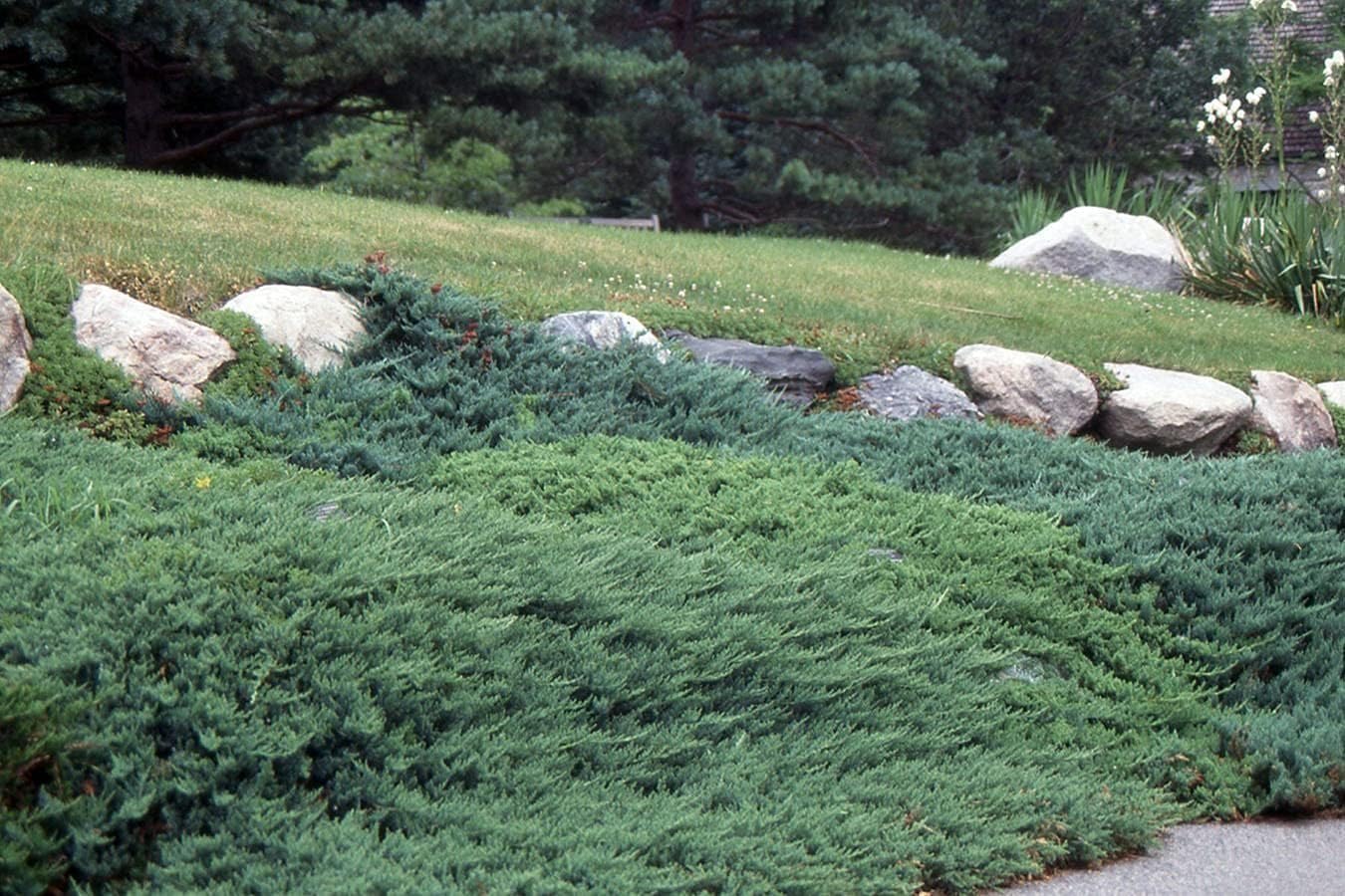 Bar Harbor Juniper | 5 Live 4 Inch Pots | Juniperus horizontalis 'Bar Harbor' | Perfect Lush Ground Cover & Landscape Accent | Drought Resistant & Low Maintenance