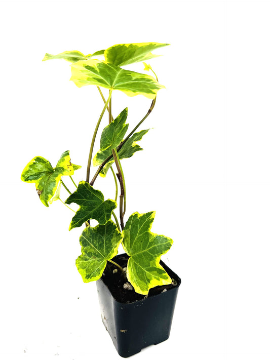 Gold Child English Ivy -2" Pot -Hardy Groundcover/House Plant