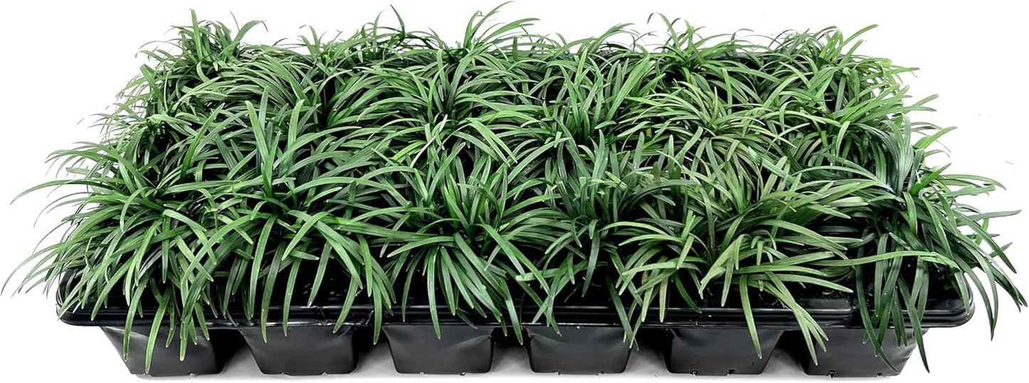 Dwarf Mondo Grass | 5 Large 4 Inch Pots | Ophiopogon Japonicus Nanus | Live Evergreen Shade Loving Groundcover