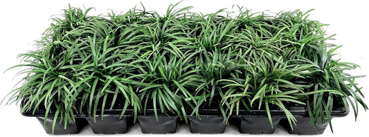 Dwarf Mondo Grass | 5 Large 4 Inch Pots | Ophiopogon Japonicus Nanus | Live Evergreen Shade Loving Groundcover