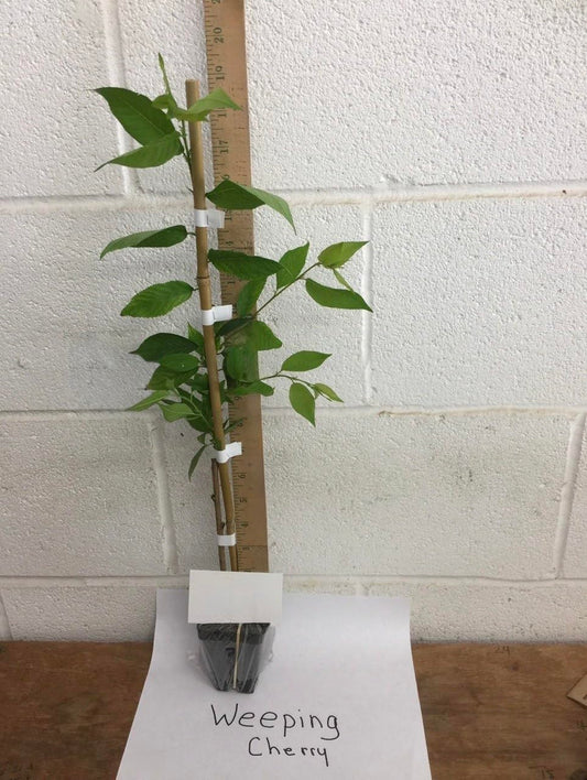 Weeping Cherry Blossom Tree, 4-10 Inch Tall in 2.5 Pot, Live Plant, Dwarf Cherry Flower