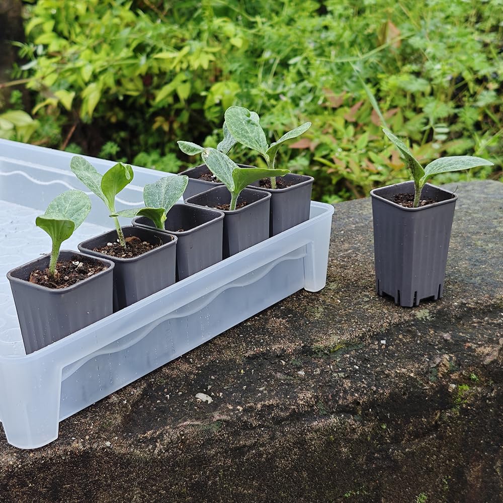 BangQiao 180 Pack 1.95 Inch Tiny Gray Plastic Square Nursery and Seedling Pot, Mini Deep Transplant Seed Starter Planter with Drain Hole for Germination, Herb, Succulent