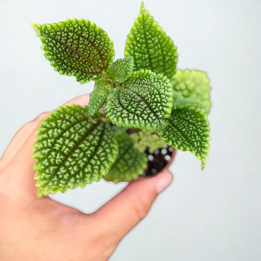 Pilea Moon Valley Live Plant – Rare Friendship Plant – Easy to Grow Indoor Outdoor Houseplant – Tropical Green Foliage Plant Gift for Home & Garden Decor (Heat Pack Included)