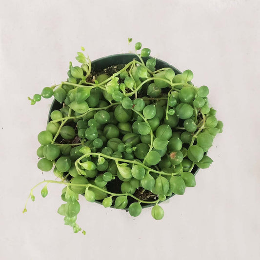 Shop Succulents | Perfect String of Pearl Succulent Plant, Ideal for Hanging Baskets or Trailing Planters, 4" Pot