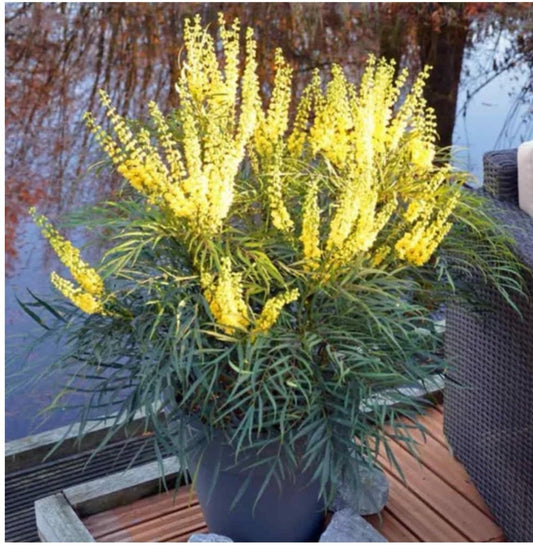 Live Plant - Soft Caress Mahoniamahonia Eurybracteata Ganpinensissmall Rooted Starter Plant