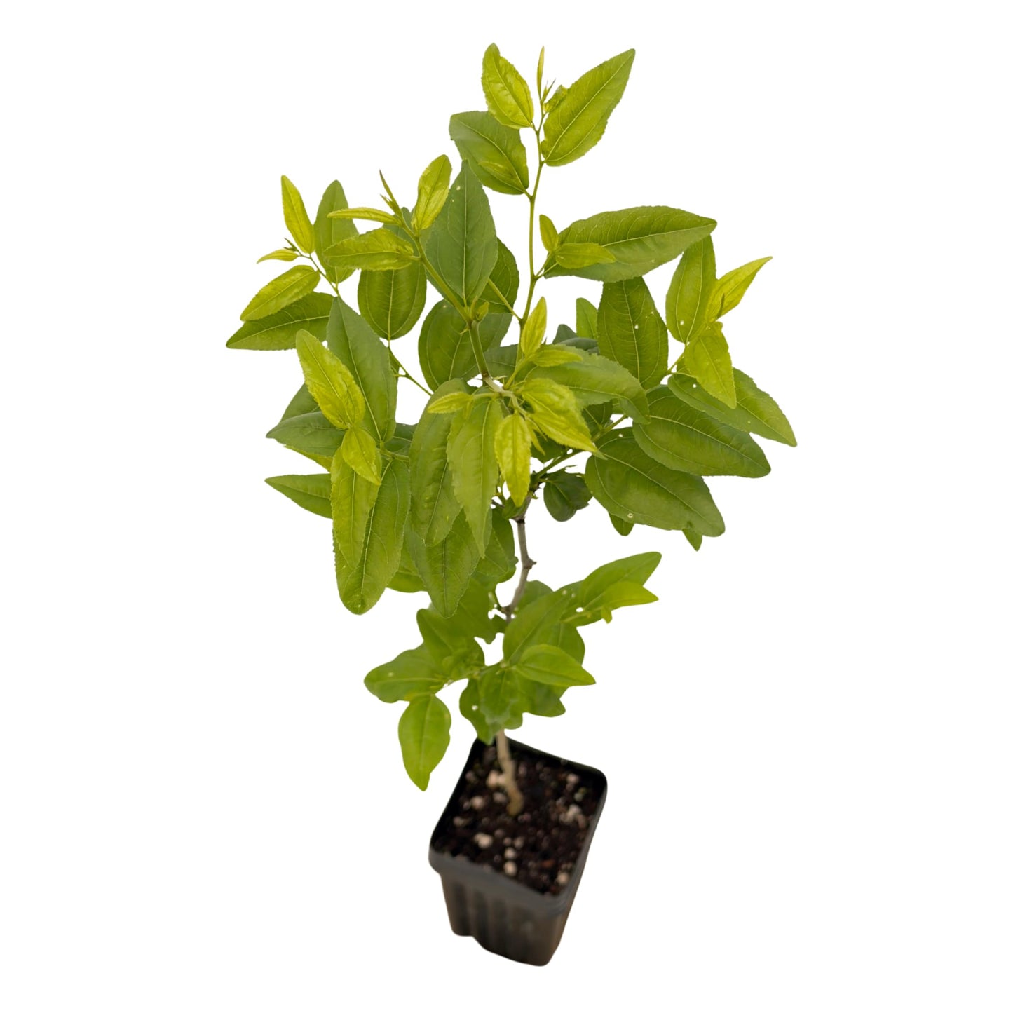 Jujube GA-866-1 Plant - Edible Fruit Tree
