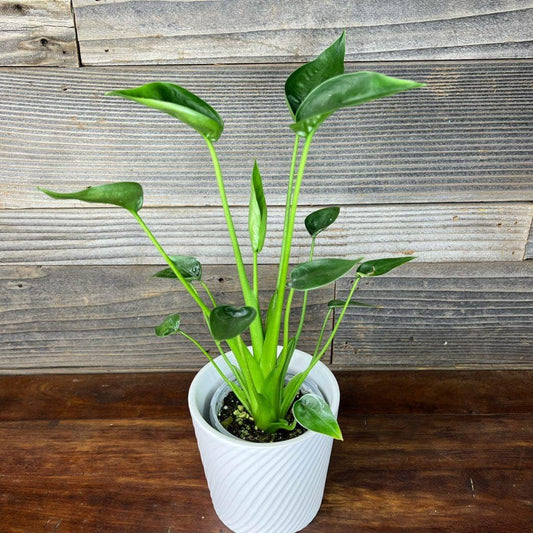 RedCrocus - RedCrocus Tiny Dancer Elephant Ear Alocasia, Compact Foliage Plant for Shade, Indoor & Container Use, Tough, Attractive, Pet Warning, Well-Drained Soil, Moderate Humidity 6" Pot