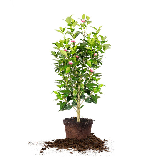 Perfect Plants Pink Perfection Camellia Bush 3 Gallon | Live Shrub for Outdoor Planting | Evergreen Foliage Stays Green All Year Long | Beautiful Pink Flowers in Spring