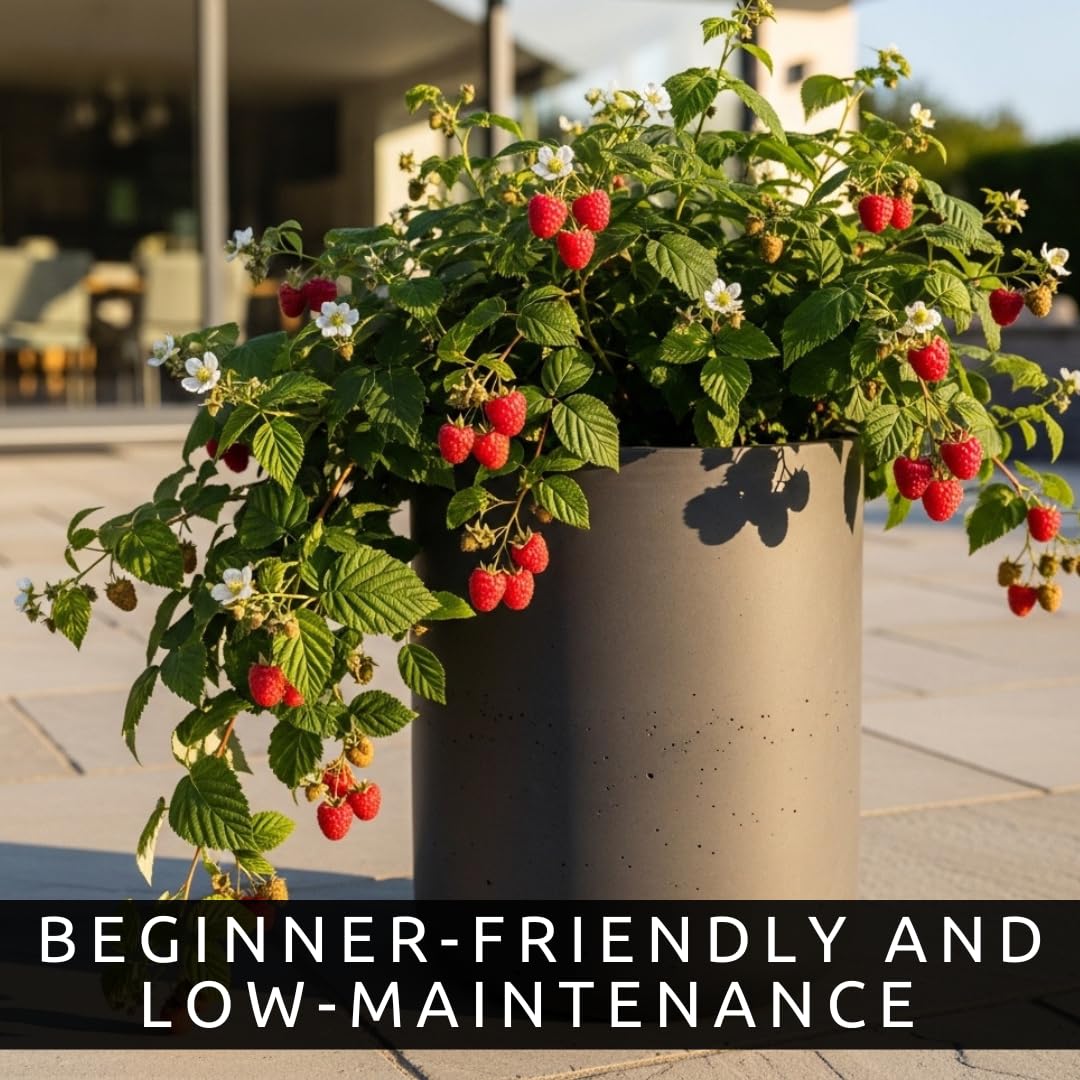 Joan J Raspberry Plants – Thornless Red Raspberry with Large Sweet Berries – Everbearing Fruit Plants for Home Gardens (10 Plants)