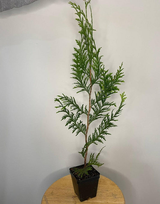 Live Plant - 15 Thuja Green Giant Arborvitae Trees - 6-12" Tall - Live Plants - 2.5" Pots