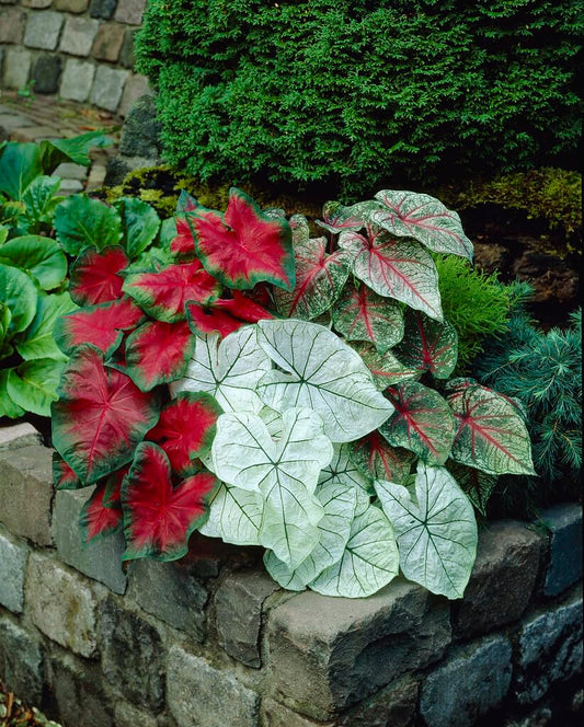 Bulk Border Mix Caladium Bulbs for Planting - Perennial Hosta, Elephant Ears, Fancy (100 Bulbs)