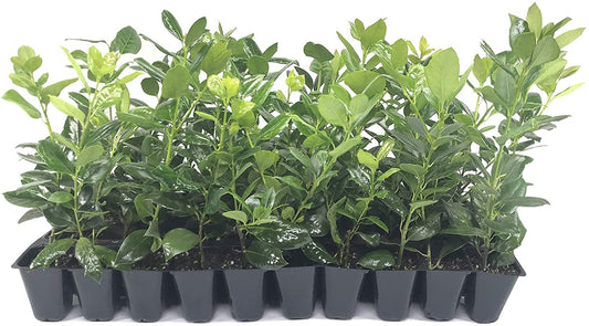 Nellie R. Stevens Holly - 3 Live Trees - Evergreen Privacy Plants