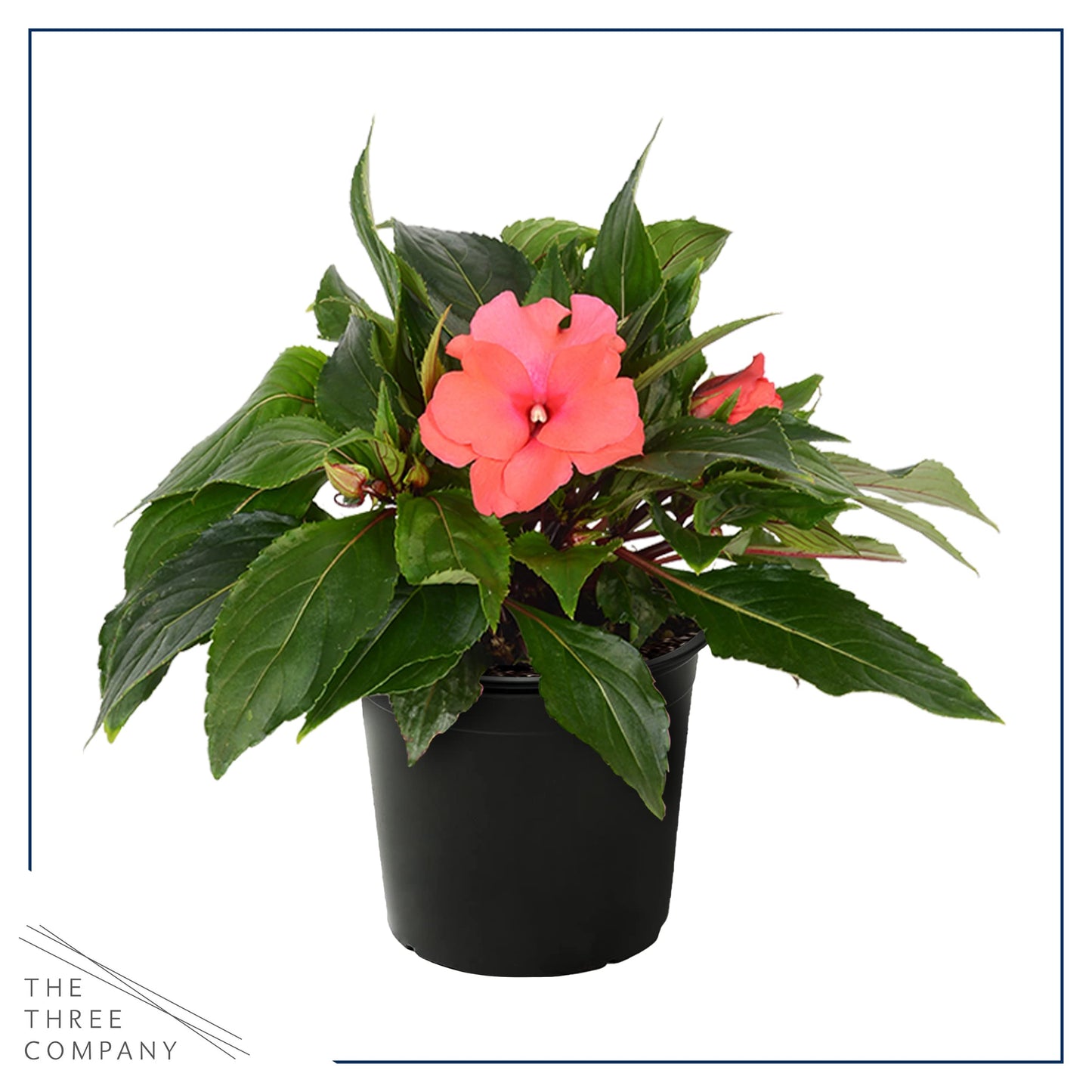 Live New Guinea Impatiens Plant - Shades of Pink (3 Plants Per Pack) - Beautiful Flowering Shade Flowers - 12" Tall by 5" Wide in 1 Qt Pot (Pack of 2)