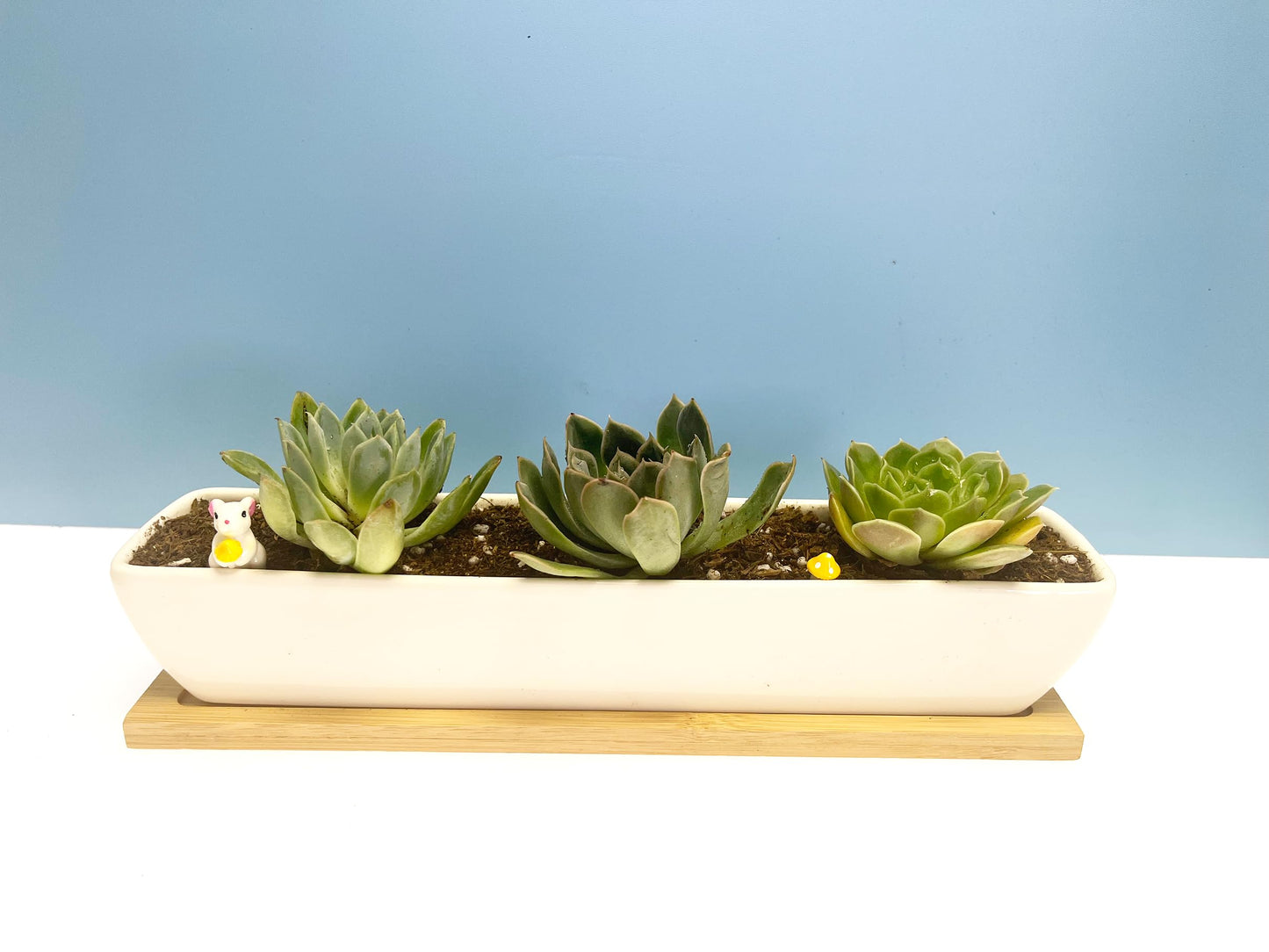 SeaStar White Rectangular Long Succulent Planter Pot,11x2.16x1.75inch Modern Minimalist Ceramic Succulent Planter Pot with Saucer for Office,Desk,Window.