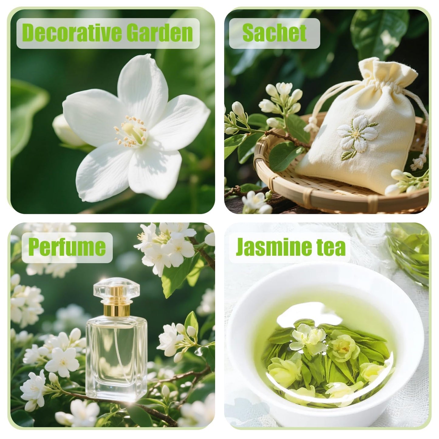 150+ Climbing Jasmine Flower Seeds for Planting – Easy to Grow, Non-GMO, High Germination Fragrant Flowers for Home Garden, Balcony, Trellis, Fence, Vertical Garden Decor
