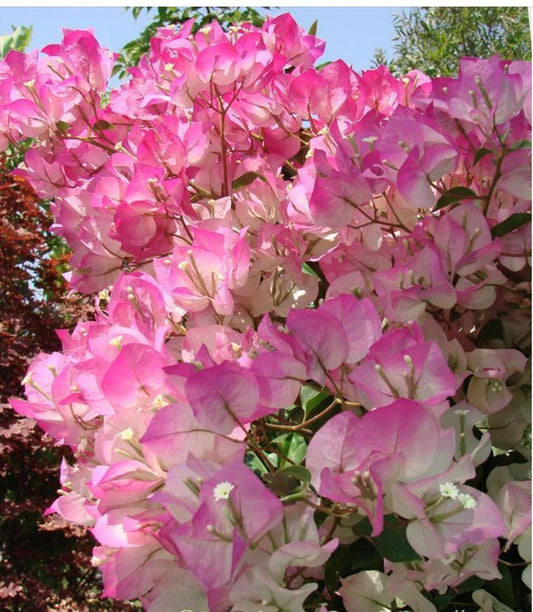 Live Plant - Cherry Blossom Bougainvillea Small Well Rooted Starter Plant