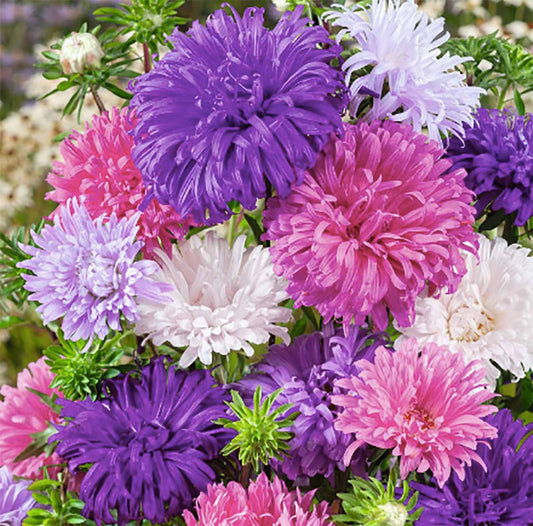 Ostrich Plumed Crego Mix Aster Seeds - 1000 Seeds