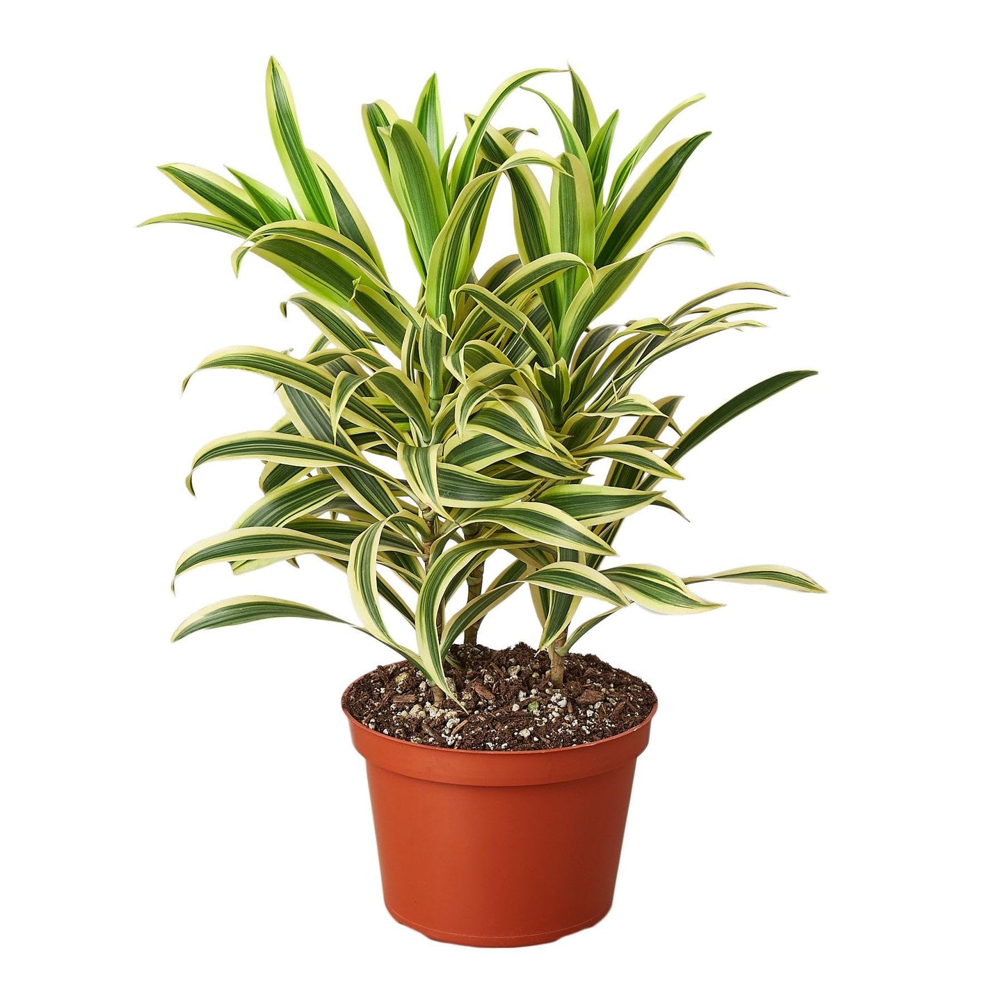 5 Pack Dracaena 'Song of India' in 4in Pot - Live Plants Tropical Houseplants | Variegated | USA Growers | The Snobby Leaf