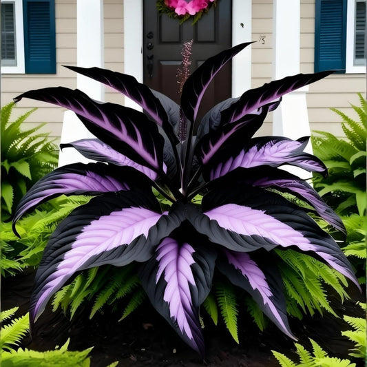 OJHJXUG Alocasia Elephant Ear/Low Maintenance Colorful Foliage/Indoor Outdoor Garden Mixed Borders Display (2)