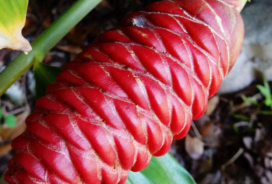 Shampoo Ginger Rhizomes – Pack of 4 Fresh Ginger Roots Raw – Zingiber zerumbet, Pinecone Ginger, Rare Tropical Accent, Fast-Growing