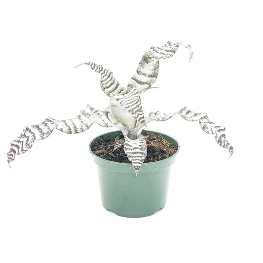 ragnaroc Live Plants – Cryptanthus ‘Absolute Zero‘, Jumbo 4-8" in 4" Pot - 1ct - Live Arrival Guaranteed - House Plants for Home Decor & Gift