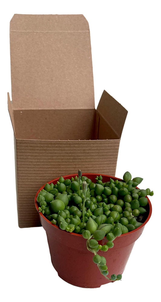Succulent Plant in Gift Box String of Pearls (Senecio Rowleyanus) - Live Trailing Plants Fully Rooted & in Bloom - Rare House Plant for Home Office Wedding Hanging Decoration - 4" Pot with Soil Mix