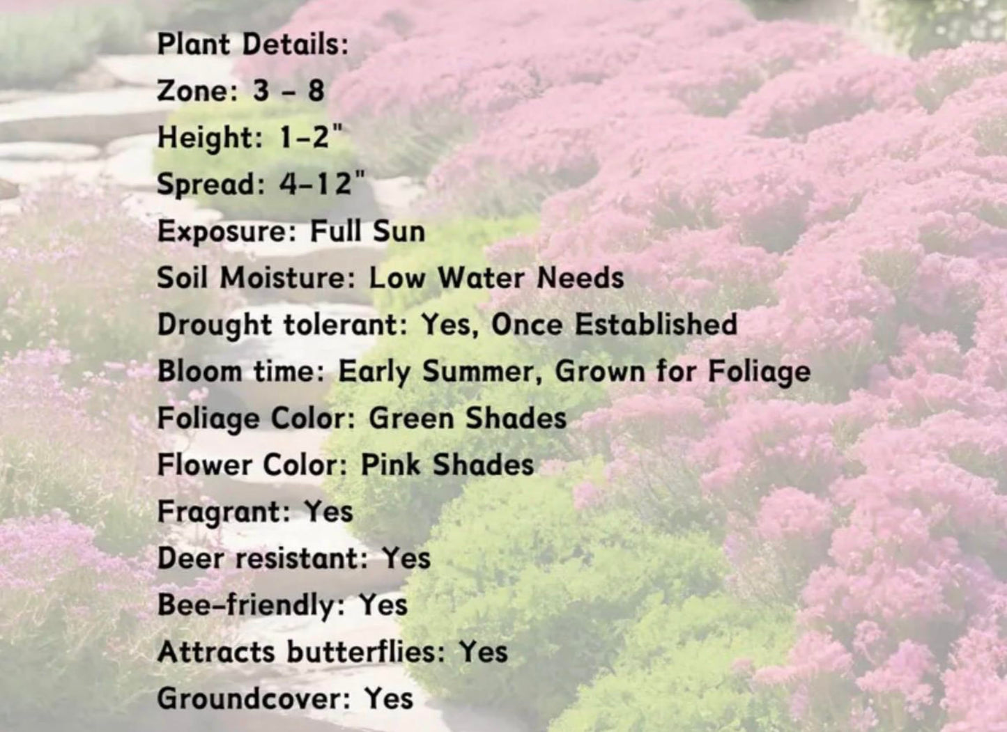 Creeping Red/Pink Thyme- Live Plants- Flowering Ground Cover- Deer RESISANT