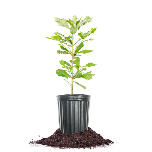 Perfect Plants Swamp Chestnut Oak Tree 1 Gallon | Live Tree for Landscaping | Shade & Privacy Features