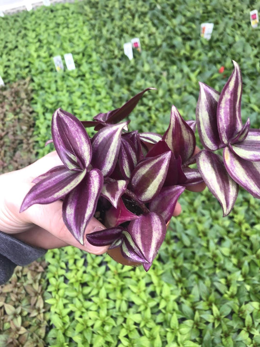 Live Tradescantia Zebrina Plant in 2.5-Inch Pot- Purple Wandering Jew - Easy Live Houseplant for Home & Office Decor - Eye-Catching Silver and Green Foliage - Indoor Gardens Air-Purifying (1)