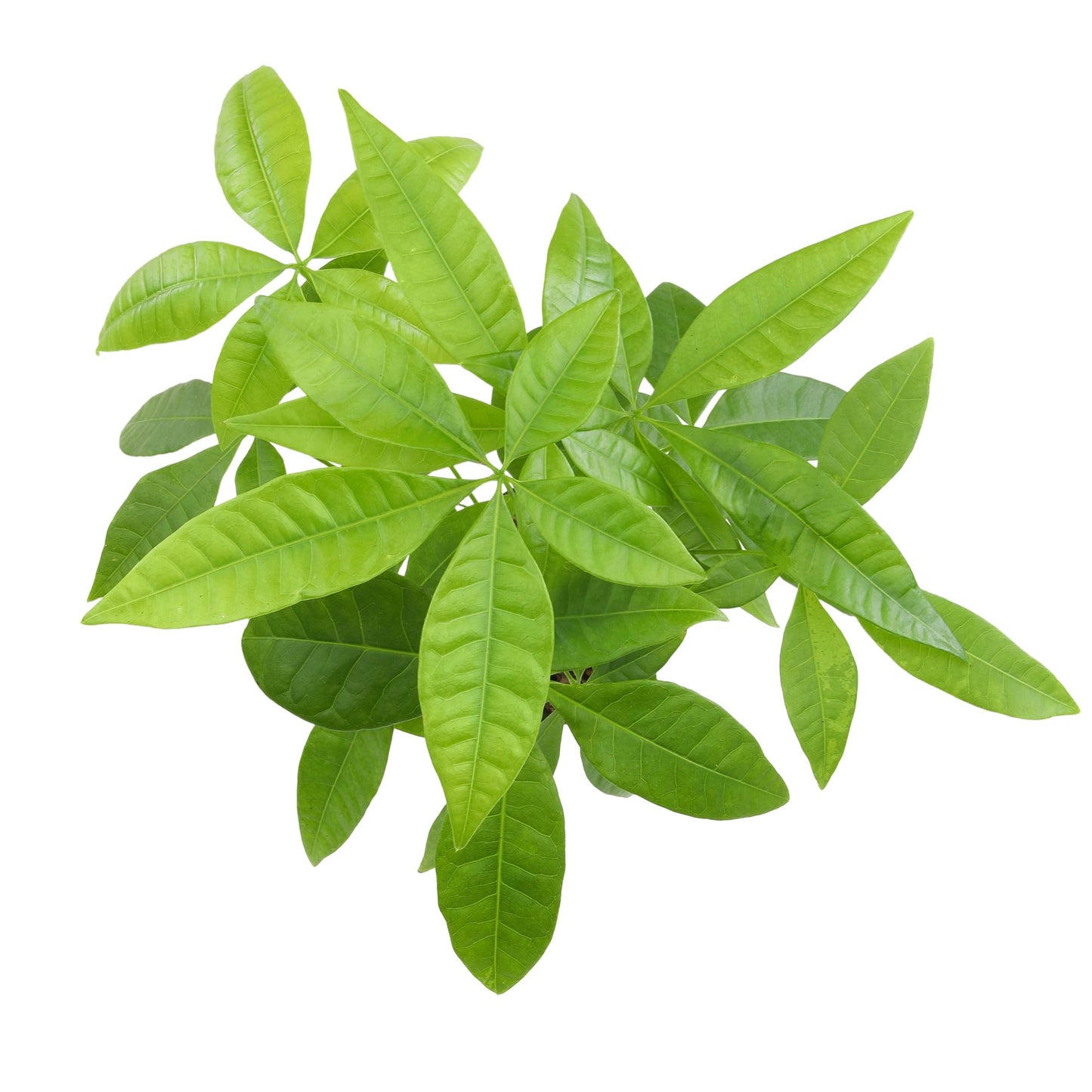 Altman Plants Money Tree Plant Decor (Approx. 1.5 Feet Tall) with 6 Inch Soft Pink Planter, Pet Friendly Plants, Easy Plant Gift, Easy to Grow House Plant & Desk Plant in Indoor Plant Potting Soil Mix