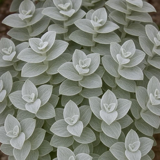 2 White Velvet Wandering Jew Cuttings to Grow (2 Cuttings) - Tradescantia Sillamontana, Cobweb Spiderwort