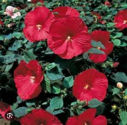 Live Plant - Luna Red Hibiscus moscheutos-Small Rooted Starter Plant-Huge 8-10” Blooms