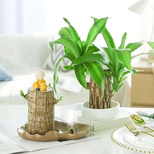 LuxeOne Brazil Wood Hydroponic Tree Stump with Doll & Tray, Brazil Wood Potted Plant, Brazilian Wooden Hydroponic Planting with Tray, for Indoor Office Desktop (C)