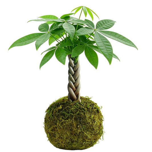 Live Plant Money Tree Kokedama, Easy to Grow, A Living Moss Ball Plant for Home Office Decor, Unique Gift