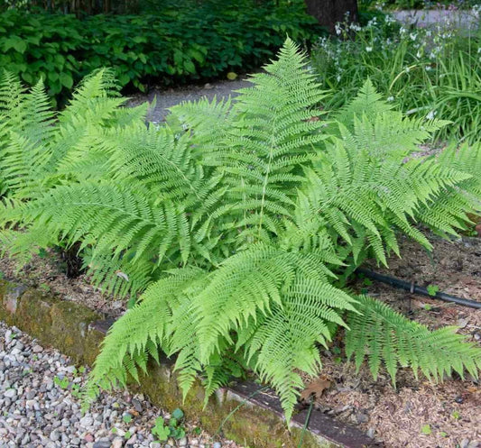 Live Plant - 20 Lady Fern Roots/Root Systems - Common Ladyfern Plants - Athyrium filix-femina