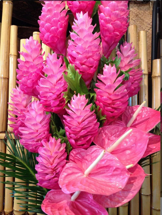 Live Plant - Hawaiian Hot Pink Ginger-Alpinia Purpurata- Small Rooted Starter Plant