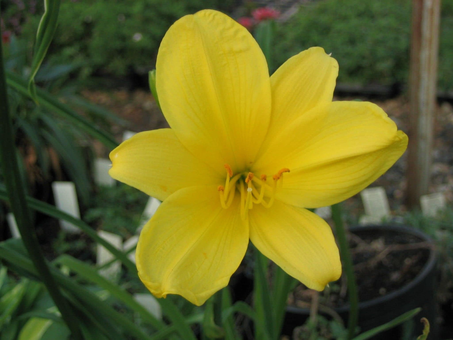 Daylily Yangtze | 10 Live Plants | Hemerocallis | Perennial Garden Favorite, Vibrant Blooms, Easy to Grow, Long Blooming Season, Low Maintenance, Ideal for Borders, Attracts Pollinators