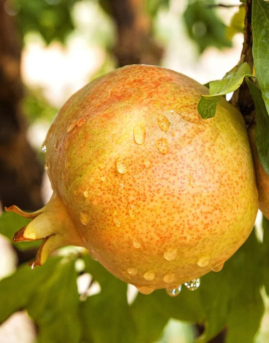 Live Plant - Pomegranate-2 Trees- Sirenyevi-Cold Hardy!