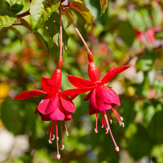 Fuchsia Plant, 3 to 4 Inch Tall Fuchsia Plants Live, Hanging Fuchsias Plants Well Rooted for Planting, Hardy Fuchsias Live Plants, Perennial, Colorful Flowers (Red Flowers)
