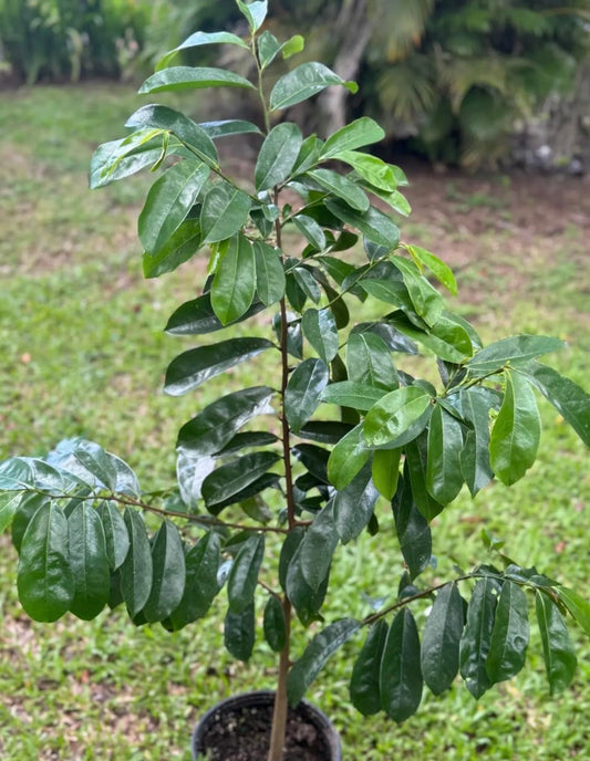 Old Giant Soursop (3ft) (Annona muricata graviola) Guanabana Tropical Live Fruit Tree Plant