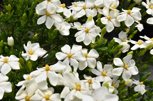 Snow Girl Gardenia – Fragrant Dwarf Evergreen Shrub with White Blooms – Compact Gardenia jasminoides ‘WAH-LM’ PP30,239 – Ideal for Containers, Borders & Small Gardens – Live (2 Gallon Plant)